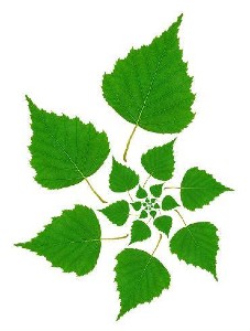 SilverBirch Gardens Ltd