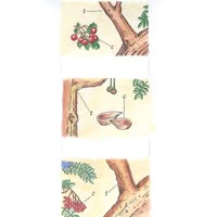 Treecare (Arboricultural Specialists) Ltd