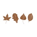 The Tree Company Ltd