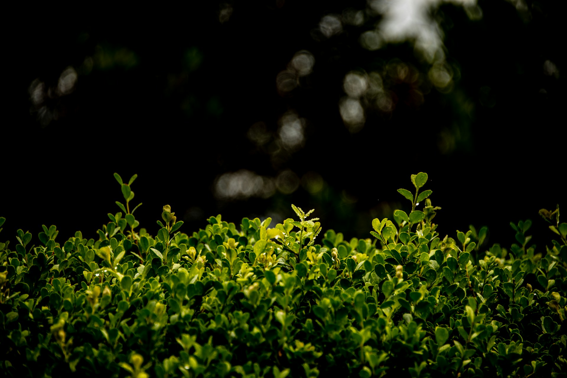 Close up image of a overgrown hedge