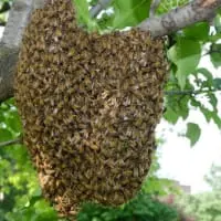 Pest Control in Kettering